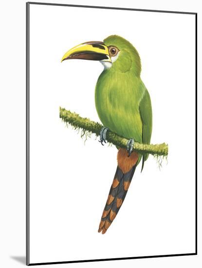 Emerald Toucanet (Aulacorhynchus Prasinus), Birds-Encyclopaedia Britannica-Mounted Poster