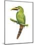 Emerald Toucanet (Aulacorhynchus Prasinus), Birds-Encyclopaedia Britannica-Mounted Poster