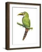 Emerald Toucanet (Aulacorhynchus Prasinus), Birds-Encyclopaedia Britannica-Framed Art Print