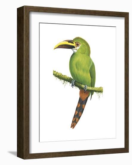 Emerald Toucanet (Aulacorhynchus Prasinus), Birds-Encyclopaedia Britannica-Framed Art Print