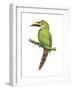 Emerald Toucanet (Aulacorhynchus Prasinus), Birds-Encyclopaedia Britannica-Framed Art Print
