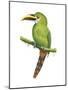 Emerald Toucanet (Aulacorhynchus Prasinus), Birds-Encyclopaedia Britannica-Mounted Art Print
