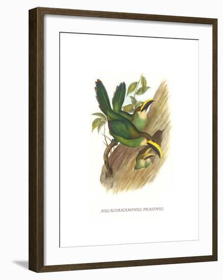 Emerald Toucanet-John Gould-Framed Art Print