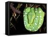 Emerald Tree Boa, Amazon, Ecuador-Pete Oxford-Framed Stretched Canvas