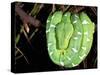 Emerald Tree Boa, Amazon, Ecuador-Pete Oxford-Stretched Canvas