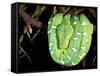 Emerald Tree Boa, Amazon, Ecuador-Pete Oxford-Framed Stretched Canvas