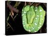 Emerald Tree Boa, Amazon, Ecuador-Pete Oxford-Stretched Canvas