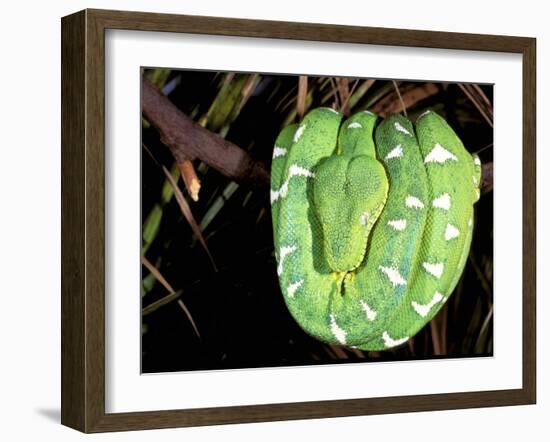 Emerald Tree Boa, Amazon, Ecuador-Pete Oxford-Framed Premium Photographic Print