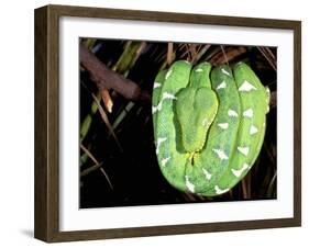 Emerald Tree Boa, Amazon, Ecuador-Pete Oxford-Framed Premium Photographic Print