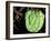 Emerald Tree Boa, Amazon, Ecuador-Pete Oxford-Framed Premium Photographic Print