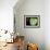 Emerald Tree Boa, Amazon, Ecuador-Pete Oxford-Framed Premium Photographic Print displayed on a wall