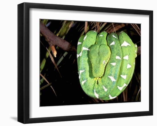 Emerald Tree Boa, Amazon, Ecuador-Pete Oxford-Framed Premium Photographic Print