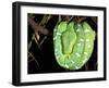 Emerald Tree Boa, Amazon, Ecuador-Pete Oxford-Framed Premium Photographic Print