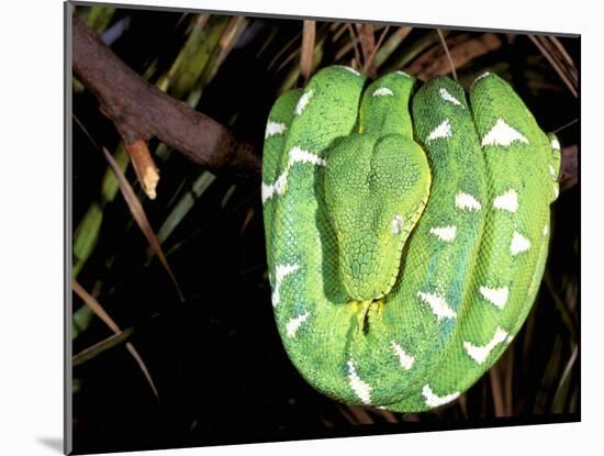 Emerald Tree Boa, Amazon, Ecuador-Pete Oxford-Mounted Premium Photographic Print