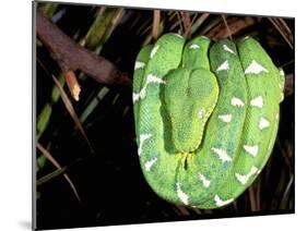 Emerald Tree Boa, Amazon, Ecuador-Pete Oxford-Mounted Premium Photographic Print