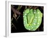 Emerald Tree Boa, Amazon, Ecuador-Pete Oxford-Framed Photographic Print