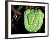 Emerald Tree Boa, Amazon, Ecuador-Pete Oxford-Framed Photographic Print