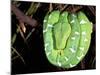 Emerald Tree Boa, Amazon, Ecuador-Pete Oxford-Mounted Photographic Print