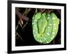 Emerald Tree Boa, Amazon, Ecuador-Pete Oxford-Framed Photographic Print