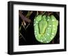 Emerald Tree Boa, Amazon, Ecuador-Pete Oxford-Framed Photographic Print