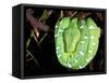 Emerald Tree Boa, Amazon, Ecuador-Pete Oxford-Framed Stretched Canvas