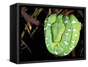 Emerald Tree Boa, Amazon, Ecuador-Pete Oxford-Framed Stretched Canvas