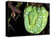 Emerald Tree Boa, Amazon, Ecuador-Pete Oxford-Stretched Canvas