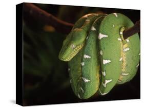 Emerald Tree Boa (Corallus Canina), Ecuador, Amazon, South America-Pete Oxford-Stretched Canvas