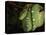 Emerald Tree Boa (Corallus Canina), Ecuador, Amazon, South America-Pete Oxford-Stretched Canvas