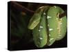 Emerald Tree Boa (Corallus Canina), Ecuador, Amazon, South America-Pete Oxford-Stretched Canvas