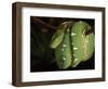 Emerald Tree Boa (Corallus Canina), Ecuador, Amazon, South America-Pete Oxford-Framed Premium Photographic Print