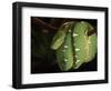 Emerald Tree Boa (Corallus Canina), Ecuador, Amazon, South America-Pete Oxford-Framed Premium Photographic Print