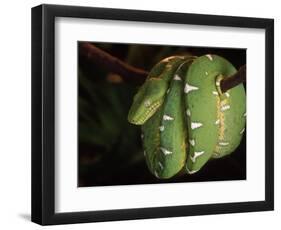 Emerald Tree Boa (Corallus Canina), Ecuador, Amazon, South America-Pete Oxford-Framed Premium Photographic Print
