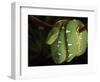 Emerald Tree Boa (Corallus Canina), Ecuador, Amazon, South America-Pete Oxford-Framed Premium Photographic Print