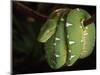 Emerald Tree Boa (Corallus Canina), Ecuador, Amazon, South America-Pete Oxford-Mounted Premium Photographic Print