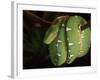 Emerald Tree Boa (Corallus Canina), Ecuador, Amazon, South America-Pete Oxford-Framed Photographic Print