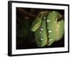 Emerald Tree Boa (Corallus Canina), Ecuador, Amazon, South America-Pete Oxford-Framed Photographic Print