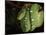 Emerald Tree Boa (Corallus Canina), Ecuador, Amazon, South America-Pete Oxford-Mounted Photographic Print