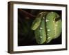 Emerald Tree Boa (Corallus Canina), Ecuador, Amazon, South America-Pete Oxford-Framed Photographic Print