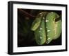 Emerald Tree Boa (Corallus Canina), Ecuador, Amazon, South America-Pete Oxford-Framed Photographic Print