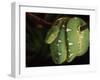 Emerald Tree Boa (Corallus Canina), Ecuador, Amazon, South America-Pete Oxford-Framed Photographic Print