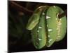 Emerald Tree Boa (Corallus Canina), Ecuador, Amazon, South America-Pete Oxford-Mounted Photographic Print
