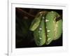 Emerald Tree Boa (Corallus Canina), Ecuador, Amazon, South America-Pete Oxford-Framed Photographic Print