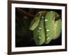 Emerald Tree Boa (Corallus Canina), Ecuador, Amazon, South America-Pete Oxford-Framed Photographic Print