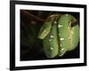 Emerald Tree Boa (Corallus Canina), Ecuador, Amazon, South America-Pete Oxford-Framed Photographic Print