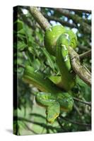 Emerald Tree Boa (Corallus Caninus) Coiled Around Branch In Strike-Ready Pose-Daniel Heuclin-Stretched Canvas