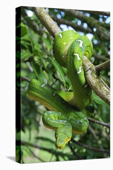 Emerald Tree Boa (Corallus Caninus) Coiled Around Branch In Strike-Ready Pose-Daniel Heuclin-Stretched Canvas