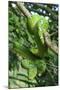 Emerald Tree Boa (Corallus Caninus) Coiled Around Branch In Strike-Ready Pose-Daniel Heuclin-Mounted Photographic Print