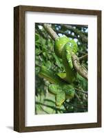 Emerald Tree Boa (Corallus Caninus) Coiled Around Branch In Strike-Ready Pose-Daniel Heuclin-Framed Photographic Print