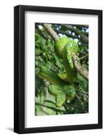 Emerald Tree Boa (Corallus Caninus) Coiled Around Branch In Strike-Ready Pose-Daniel Heuclin-Framed Photographic Print